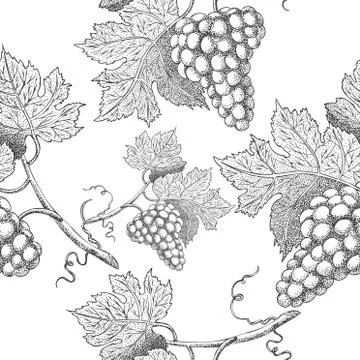 Seamless vector pattern with grapes. Black and white engraving style drawing - Illustrazione stock