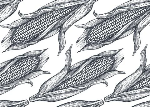 Seamless vector pattern with hand drawn sketched corn. Stock Illustration