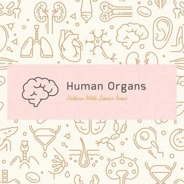 Seamless vector pattern of internal human organs icons in linear style 스톡 일러스트