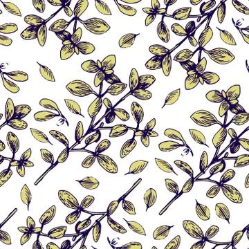 Seamless vector pattern with oregano illustration Stock-Illustration