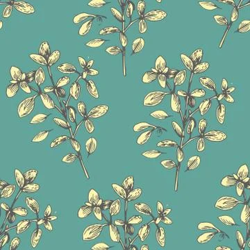 Seamless vector pattern with oregano illustration Stock Illustration