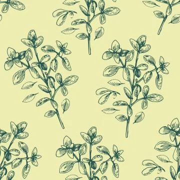 Seamless vector pattern with oregano illustration Stock Illustration