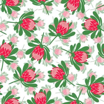 Seamless vector pattern with protea flowers on white background Stock Illustration