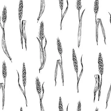 Seamless Vector wheat pattern. Hand drawn. Stock Illustration
