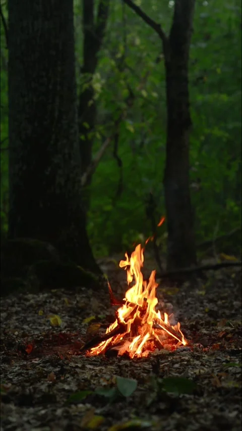 Seamless Vertical Campfire Loop Footage with Flames in Forest Woods Stock Footage 344031142