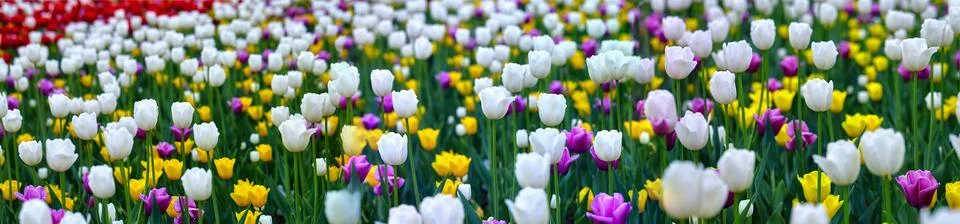Seamless vibrant pattern of mixed spring tulips Stock Photos