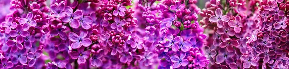 Seamless vibrant pattern of spring purple lilac flowers in bloom Stock Photos