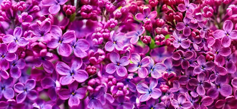 Seamless vibrant pattern of spring purple lilac flowers in bloom Stock Photos