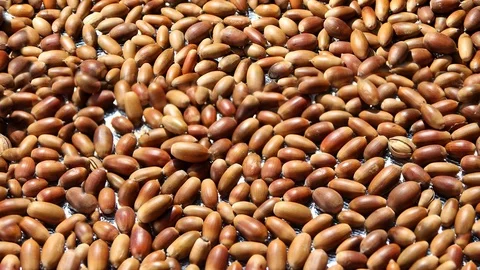Seamless video - acorns Stock Footage 123517053