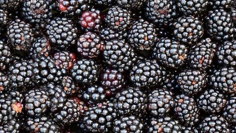 Seamless video of blackberries Stock Footage 122353711