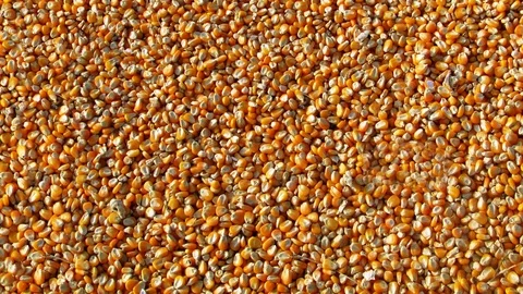 Seamless video - corn Stock Footage 123517148