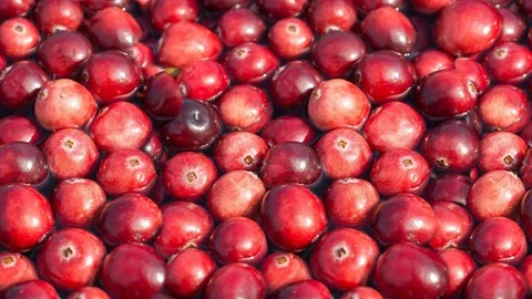 Seamless video - cranberries Stock Footage 123066349