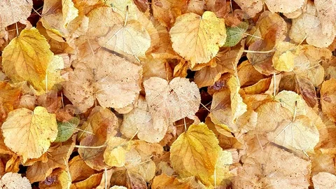 Seamless video from fallen leaves of trees Stock Footage 122025948