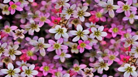 Seamless video – Flowers Stock Footage 118742289