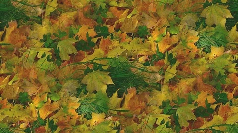 Seamless video - Leaves of a tree Stock Footage 118742142