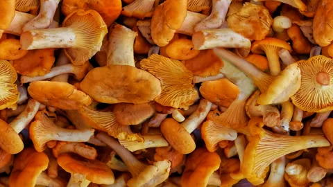 Seamless video - mushrooms Stock Footage 135376325