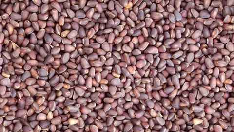 Seamless video - pine nuts Stock Footage 123065958