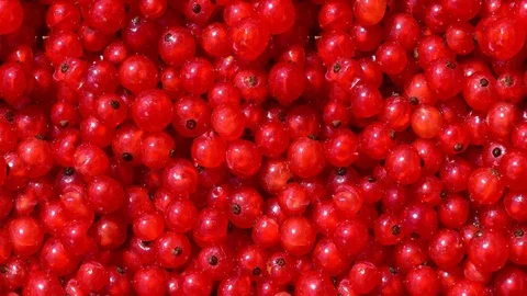 Seamless video - red currants Stock Footage 123065872