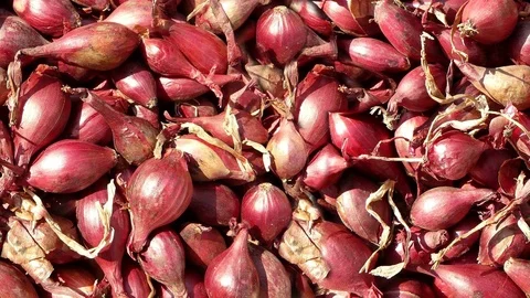 Seamless video - red shallots Stock Footage 125520870