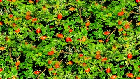 Seamless video - Rosehip Stock Footage 118743000