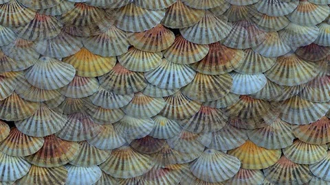 Seamless video - Scallops Stock Footage 118902011