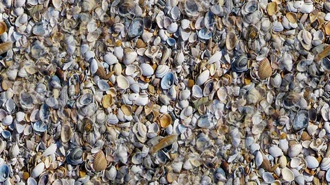 Seamless video - seashells 2 Stock Footage 118288714