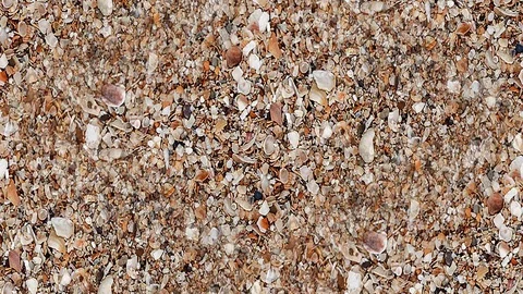 Seamless video - seashells 3 Stock Footage 118289319