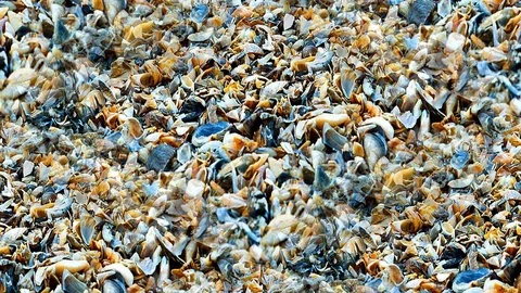Seamless video - seashells Stock Footage 118289085