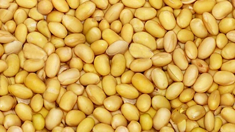Seamless video - soy beans Stock Footage 123065903
