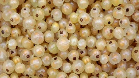 Seamless video - white currant Stock Footage 123065759