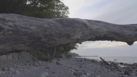 Seamless view of the rebellious dry tree lying on the beach Stock Footage 95918652