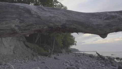 Seamless view of the rebellious dry tree lying on the beach Stock Footage 95919287
