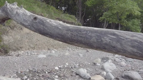 Seamless view of the rebellious dry tree lying on the beach Stock Footage 95969749