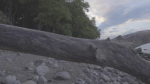 Seamless view of the rebellious dry tree lying on the beach Stock Footage 95970343