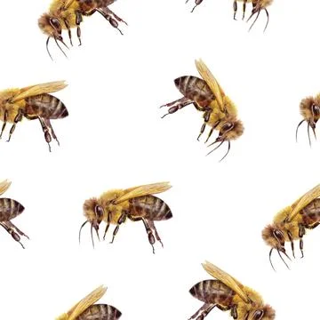 Seamless Watercolor Bee Pattern on White Background Stock Illustration