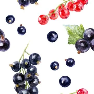 Seamless Watercolor Pattern of Red and Black Currants on White Background Stock Illustration