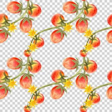 Seamless watercolor pattern with ripe tomatoes. Hand-painted vegetables 스톡 일러스트