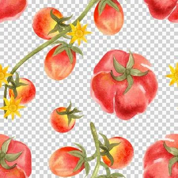 Seamless watercolor pattern with ripe tomatoes. Hand-painted vegetables 스톡 일러스트