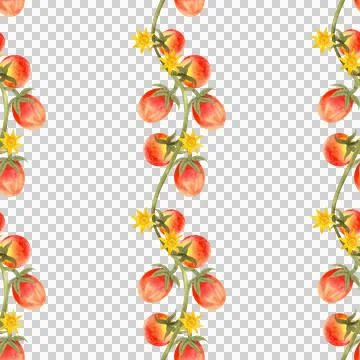 Seamless watercolor pattern with ripe tomatoes. Hand-painted vegetables 스톡 일러스트