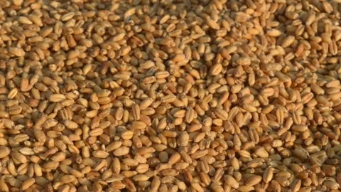Seamless wheat grain texture pattern in morning sunlight. Natural dry raw org Stock Footage 143274573