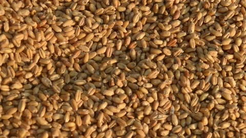 Seamless wheat grain texture pattern in morning sunlight. Natural dry raw org Stock Footage 143274725
