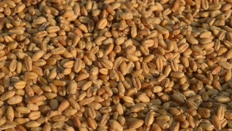 Seamless wheat grain texture pattern in morning sunlight. Natural dry raw org Stock Footage 143274786