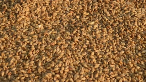 Seamless wheat grain texture pattern in morning sunlight. Natural dry raw org Stock Footage 143274879