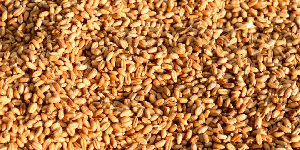  Seamless wheat grain texture pattern in morning sunlight. Natural dry raw... Stock Photos