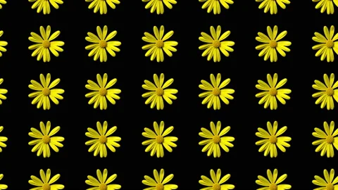 Seamless yellow daisy pattern animation on black background, seamless looping Stock Footage 140678538