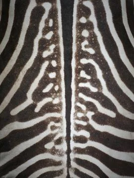 Seamless zebra skin texture pattern with zebra stripes Stock Photos