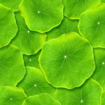 Seamlessly green leafs. Stock Photos