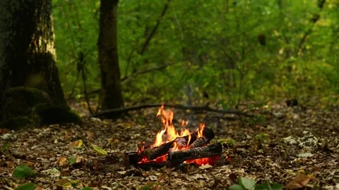Seamlessly Looping Campfire in Deep Forest Woods Stock Video Loop Stock-Footage 344031087