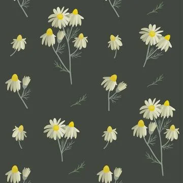 Seamlless pattern ws chamomile. Wild plant, flower Stock Illustration