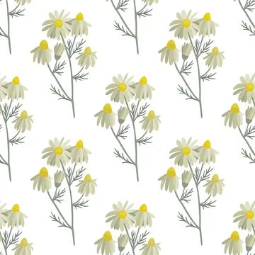 Seamlless pattern ws chamomile. Wild plant, flower Stock Illustration